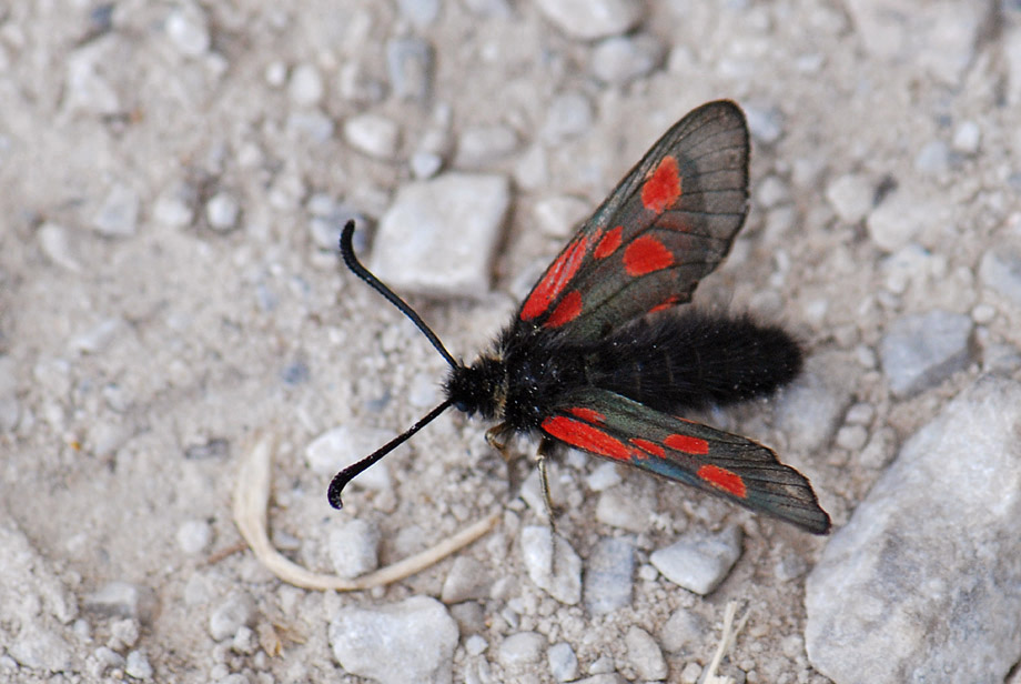 Zygaena a 2000 mt - Zygaena (Zygaena) exulans